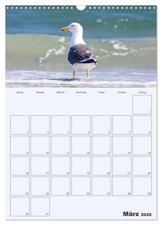Produktbild: Wildes Leben auf Helgoland (Wandkalender 2026 DIN A3 hoch), CALVENDO Monatskalender