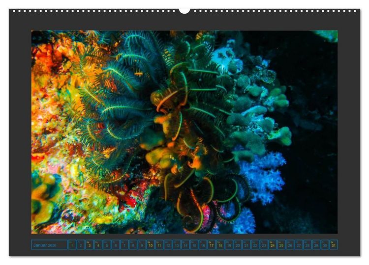Produktbild: Unterwasserwelt - Das Leben am Korallenriff (hochwertiger Premium Wandkalender 2026 DIN A2 quer), Kunstdruck in Hochglanz