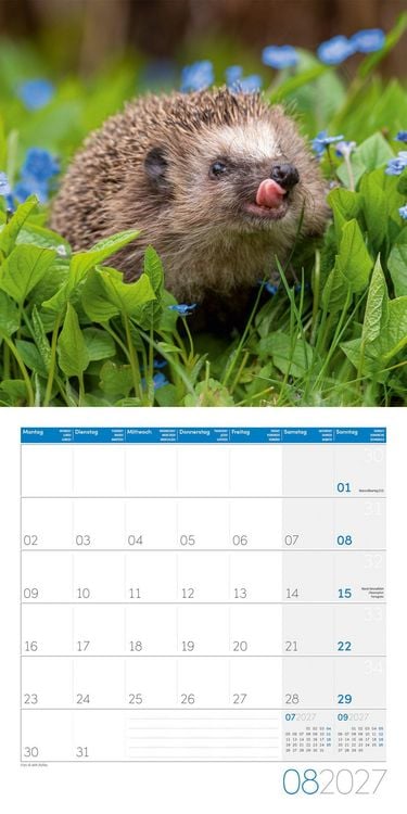 Produktbild: Igel Kalender 2027 - 30x30 - Art12