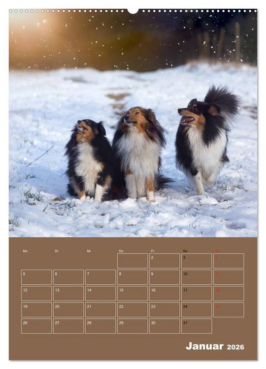 Produktbild: SHELTIES Herzensbrecher auf 4 Pfoten (hochwertiger Premium Wandkalender 2026 DIN A2 hoch), Kunstdruck in Hochglanz