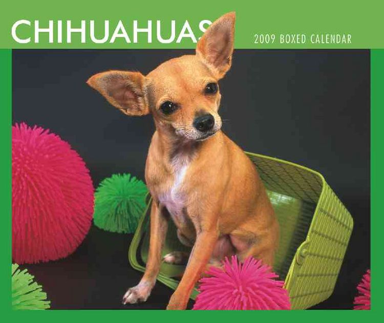 Produktbild: Chihuahuas 2009 Calendar