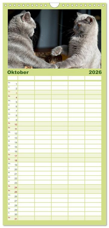 Produktbild: Familienplaner 2026 - B&auml;rige Schmusetiger - Britisch Kurzhaar mit 5 Spalten (Wandkalender, 21 x 45 cm) CALVENDO