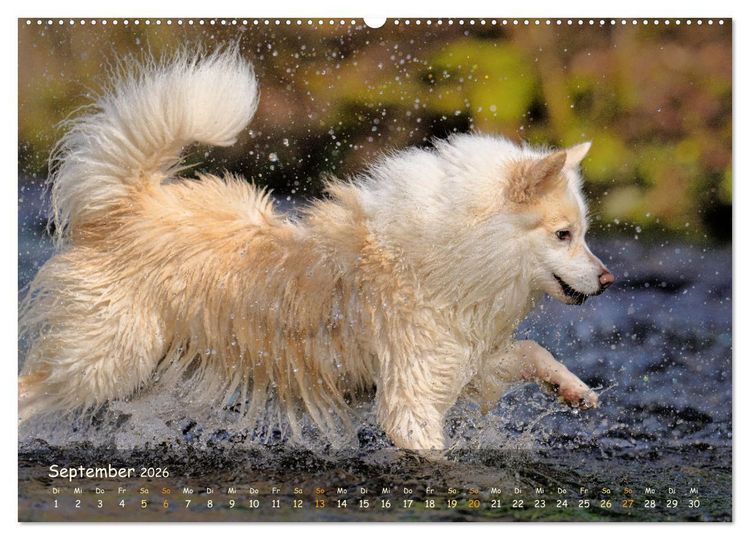 Produktbild: Mein isl&auml;ndischer Wasserhund (Wandkalender 2026 DIN A2 quer), CALVENDO Monatskalender