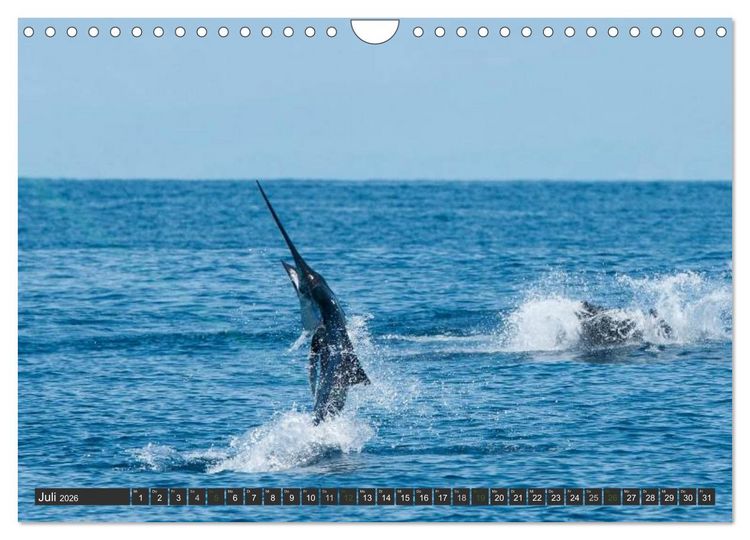 Produktbild: COSTA RICA - PURA VIDA (Wandkalender 2026 DIN A4 quer), CALVENDO Monatskalender
