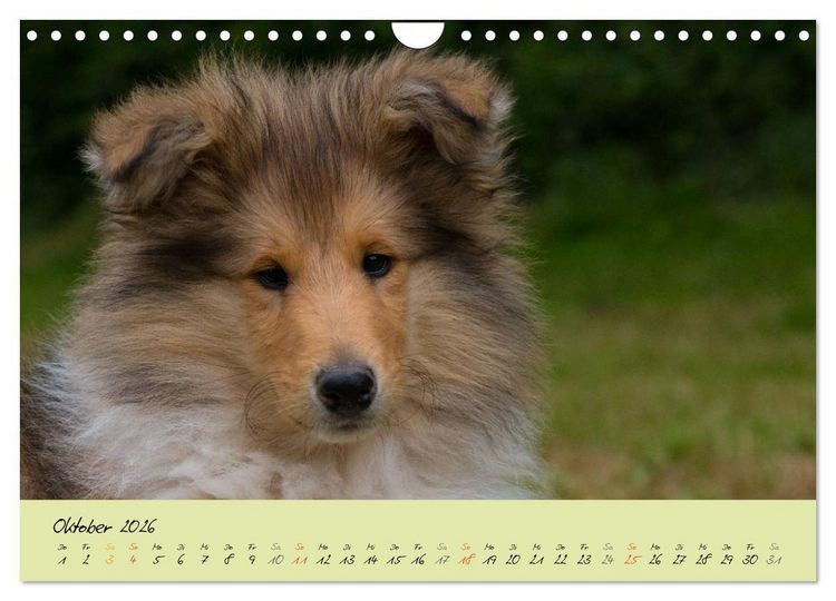 Produktbild: Collie Welpen zum Verlieben (Wandkalender 2026 DIN A4 quer), CALVENDO Monatskalender
