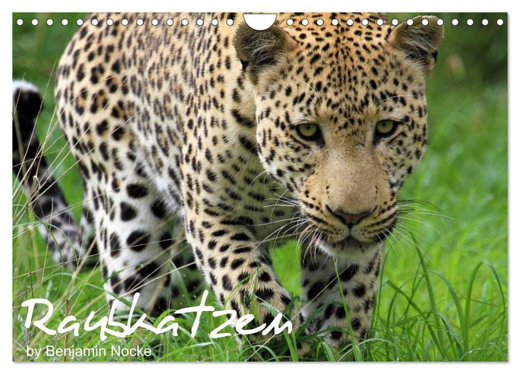 Produktbild: Raubkatzen (Wandkalender 2026 DIN A4 quer), CALVENDO Monatskalender