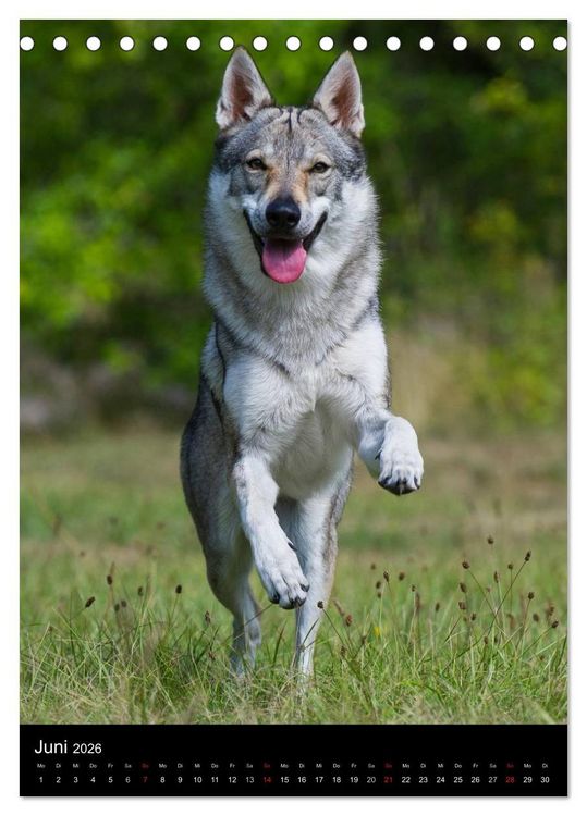 Produktbild: Faszination Wolfhund (Tischkalender 2026 DIN A5 hoch), CALVENDO Monatskalender