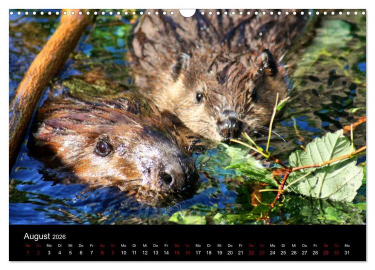Produktbild: Das Leben der Biber (Wandkalender 2026 DIN A3 quer), CALVENDO Monatskalender