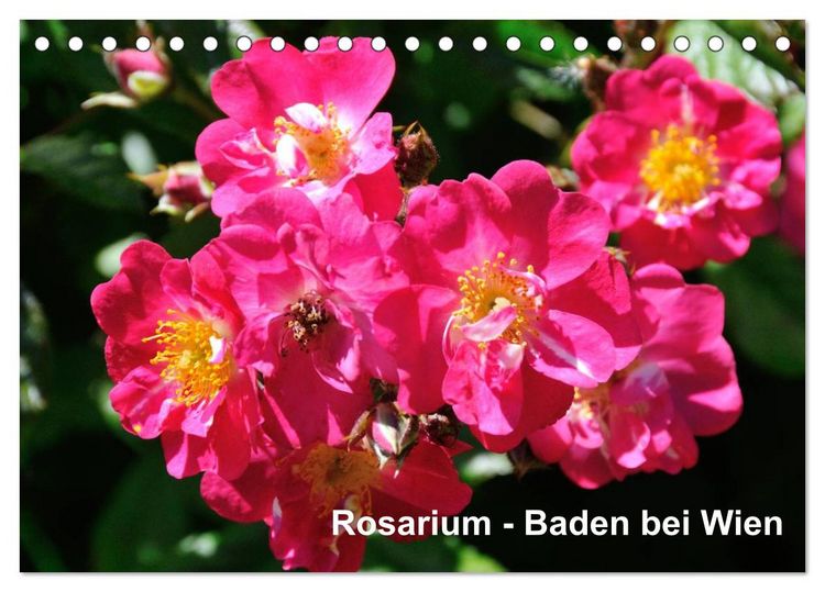 Produktbild: Baden bei Wien - Rosarium (Tischkalender 2026 DIN A5 quer), CALVENDO Monatskalender