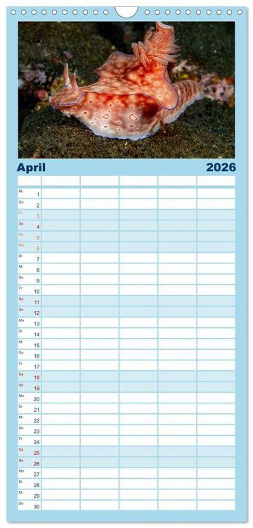 Produktbild: Familienplaner 2026 - Nudis &ndash; Die bunte Welt der Nacktschnecken mit 5 Spalten (Wandkalender, 21 x 45 cm) CALVENDO