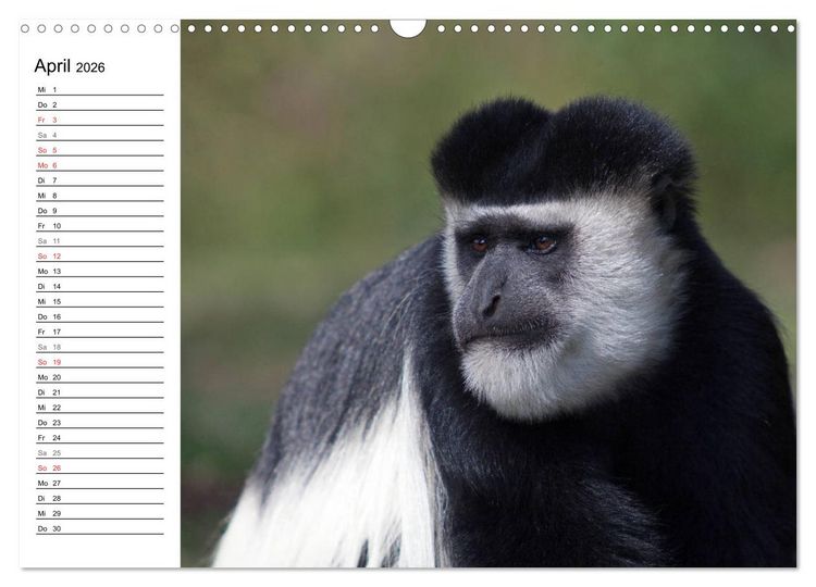 Produktbild: Affen in Afrika (Wandkalender 2026 DIN A3 quer), CALVENDO Monatskalender