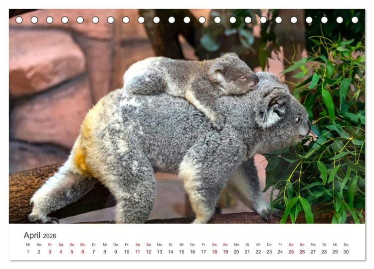 Produktbild: Knuffige Koalab&auml;ren (Tischkalender 2026 DIN A5 quer), CALVENDO Monatskalender