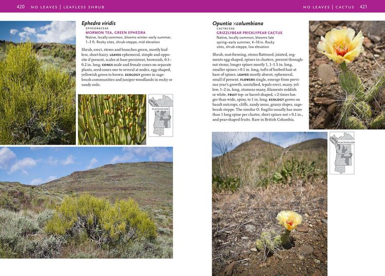 Produktbild: Trees and Shrubs of the Pacific Northwest
