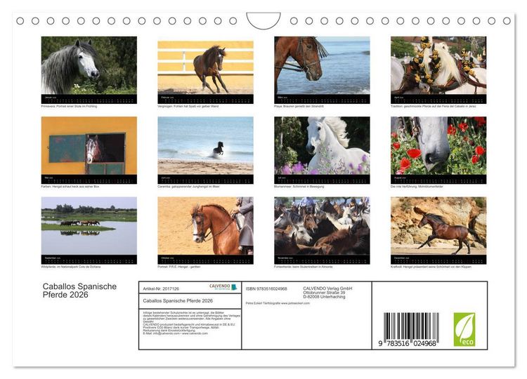 Produktbild: Caballos Spanische Pferde 2026 (Wandkalender 2026 DIN A4 quer), CALVENDO Monatskalender