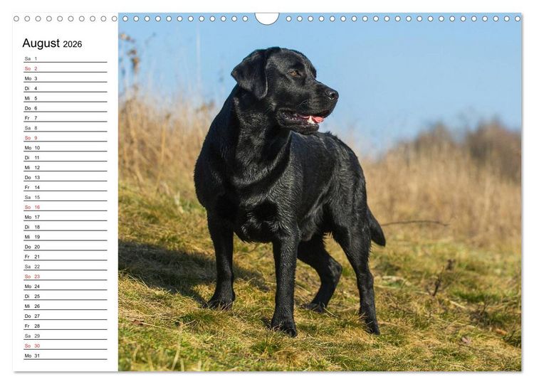 Produktbild: Labrador Retriever - Freunde f&uuml;r&acute;s Leben (Wandkalender 2026 DIN A3 quer), CALVENDO Monatskalender