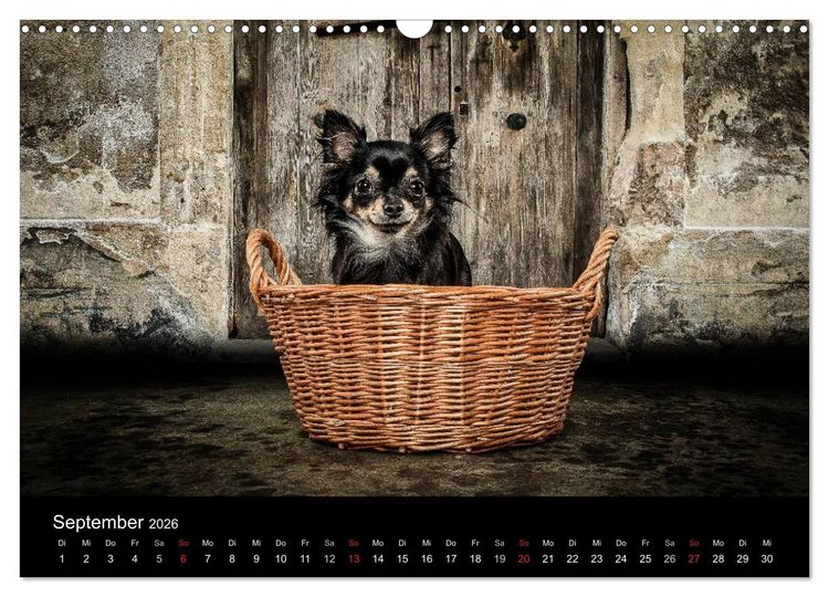 Produktbild: Chihuahuas - Cool and Cute (Wandkalender 2026 DIN A3 quer), CALVENDO Monatskalender