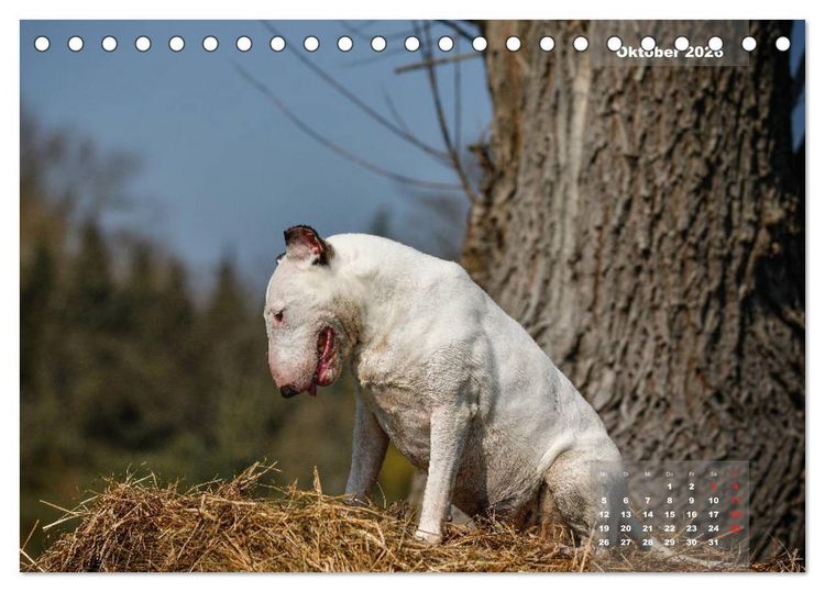 Produktbild: Typisch Bullterrier (Tischkalender 2026 DIN A5 quer), CALVENDO Monatskalender