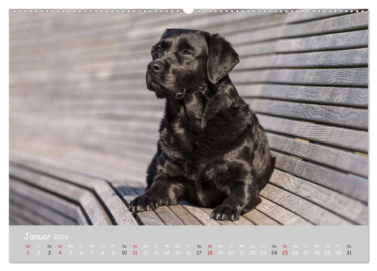 Produktbild: Liebenswerter Labrador 2026 (hochwertiger Premium Wandkalender 2026 DIN A2 quer), Kunstdruck in Hochglanz