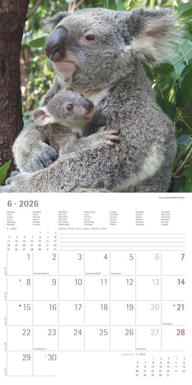 Produktbild: Koalas 2026 - Broschürenkalender 30x30 cm (30x60 geöffnet) - Kalender mit Platz für Notizen - koala bears - Bildkalender - Wandplaner - Bärenkalender