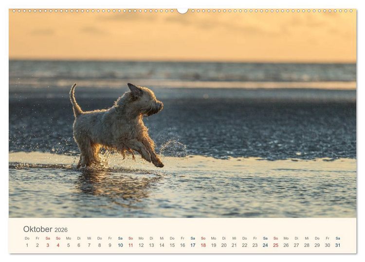 Produktbild: IRISH SOFT COATED WHEATEN TERRIER 2026 (hochwertiger Premium Wandkalender 2026 DIN A2 quer), Kunstdruck in Hochglanz