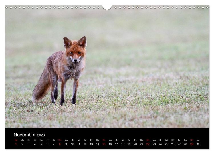 Produktbild: F&uuml;chse in freier Natur (Wandkalender 2026 DIN A3 quer), CALVENDO Monatskalender