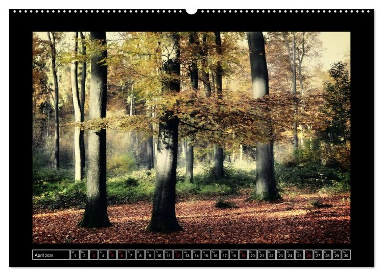 Produktbild: Der Reichswald bei Kleve (hochwertiger Premium Wandkalender 2026 DIN A2 quer), Kunstdruck in Hochglanz