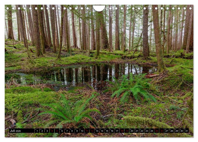 Produktbild: Waldwasser (Wandkalender 2026 DIN A4 quer), CALVENDO Monatskalender