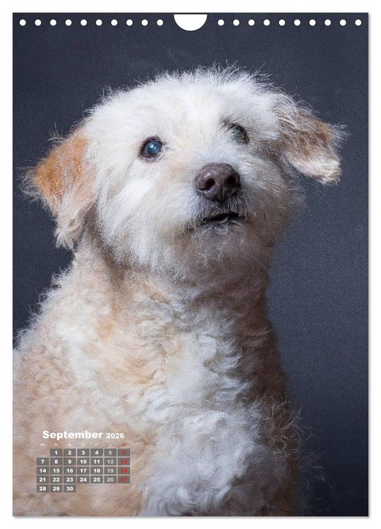 Produktbild: Treue Wegbegleiter, Hunde im Portrait. (Wandkalender 2026 DIN A4 hoch), CALVENDO Monatskalender
