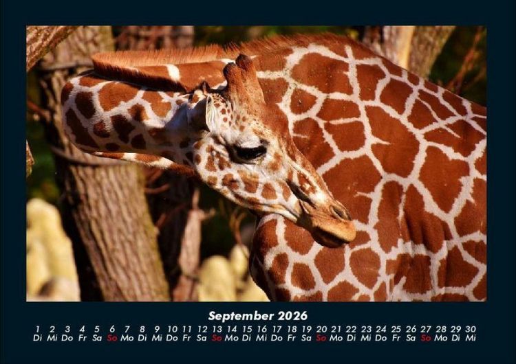 Produktbild: Giraffen 2026 Fotokalender DIN A4