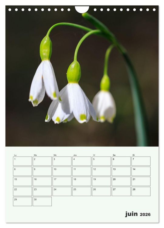 Produktbild: Les fleurs, &eacute;ternelles &eacute;phem&egrave;res (Calendrier mural 2026 DIN A4 horizontal), CALVENDO calendrier mensuel