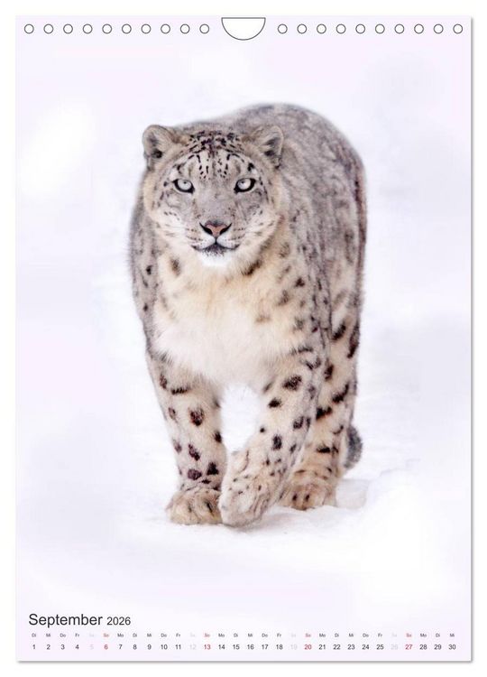 Produktbild: Tiere in Wei&szlig; (Wandkalender 2026 DIN A4 hoch), CALVENDO Monatskalender
