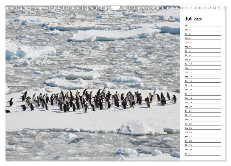 Produktbild: Pinguinliebe (Wandkalender 2026 DIN A3 quer), CALVENDO Monatskalender