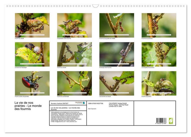 Produktbild: La vie de nos prairies - Le monde des fourmis (Calendrier mural 2026 DIN A2 vertical), CALVENDO calendrier mensuel