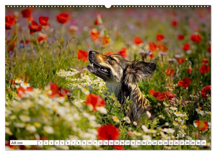 Produktbild: Ein Hundejahr in Bildern (hochwertiger Premium Wandkalender 2026 DIN A2 quer), Kunstdruck in Hochglanz