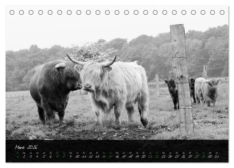 Produktbild: Highland Cattle vom Nordlicht - Faszination Hochland Rind (Tischkalender 2026 DIN A5 quer), CALVENDO Monatskalender