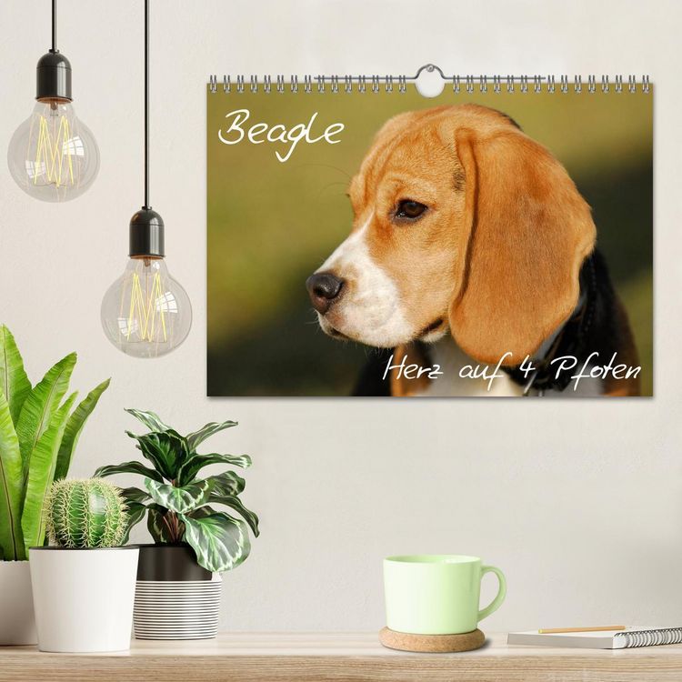 Produktbild: Beagle - Herz auf 4 Pfoten (Wandkalender 2026 DIN A4 quer), CALVENDO Monatskalender