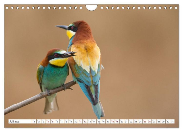 Produktbild: Bunte Flieger (Wandkalender 2026 DIN A4 quer), CALVENDO Monatskalender