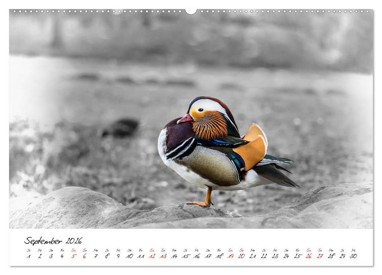 Produktbild: Abenteuer einer Mandarinente (hochwertiger Premium Wandkalender 2026 DIN A2 quer), Kunstdruck in Hochglanz