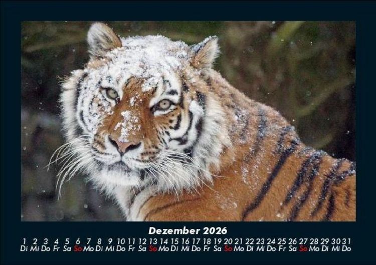 Produktbild: Tiger 2026 Fotokalender DIN A5