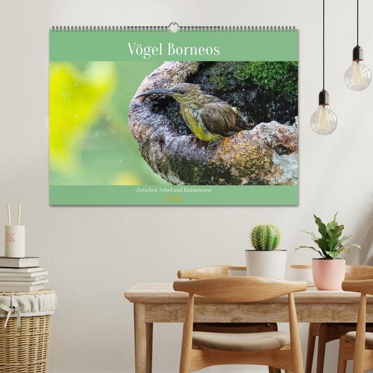 Produktbild: Zwischen Nebel und Baumriesen - V&ouml;gel Borneos (Wandkalender 2026 DIN A2 quer), CALVENDO Monatskalender