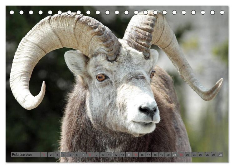 Produktbild: Wildtiere Nordamerikas (Tischkalender 2026 DIN A5 quer), CALVENDO Monatskalender
