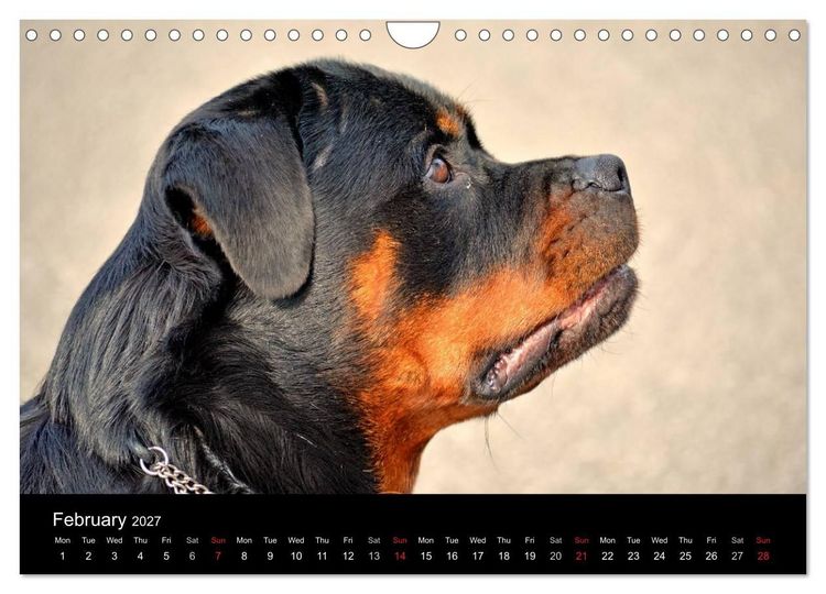 Produktbild: Rottweiler Portait Shots 2027 (Wall Calendar 2027 DIN A4 landscape), CALVENDO 12 Month Wall Calendar