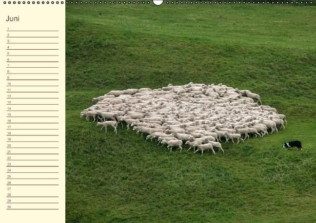 Produktbild: Der wollige Geburtstagskalender (Wandkalender immerw&auml;hrend DIN A2 quer)