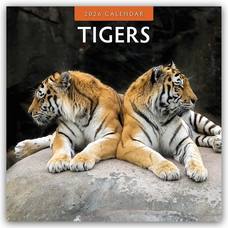 Produktbild: Tigers – Tiger 2026 – 16-Monatskalender