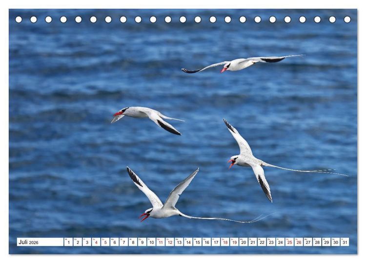 Produktbild: Gal&aacute;pagos - Die verwunschenen Inseln (Tischkalender 2026 DIN A5 quer), CALVENDO Monatskalender