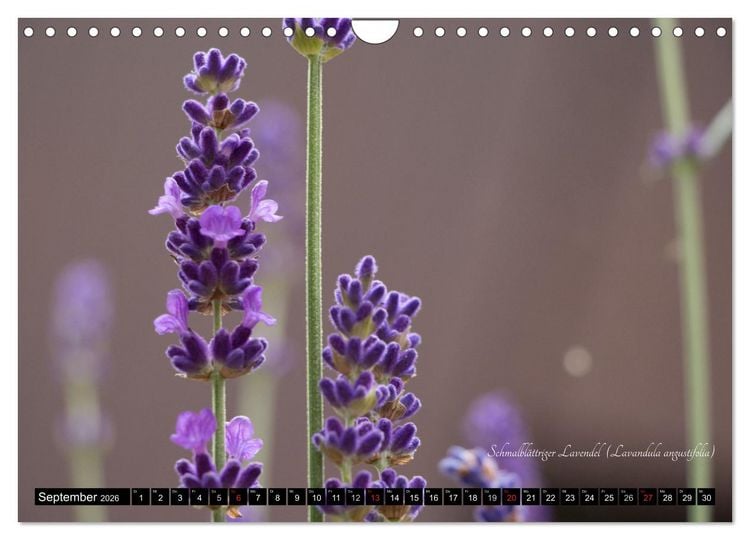 Produktbild: Zierbilder der Natur BLUMEN (Wandkalender 2026 DIN A4 quer), CALVENDO Monatskalender