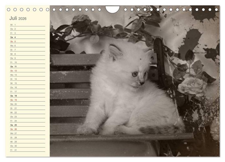 Produktbild: Oma's Katzenkalender 2026 (Wandkalender 2026 DIN A4 quer), CALVENDO Monatskalender