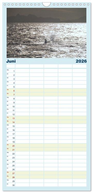 Produktbild: Familienplaner 2026 - Die Wale von Andenes mit 5 Spalten (Wandkalender, 21 x 45 cm) CALVENDO