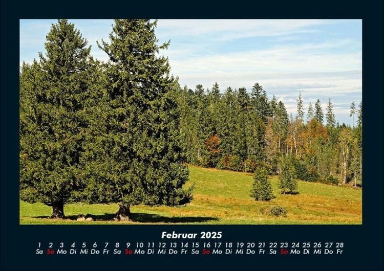 Produktbild: B&auml;ume 2025 Fotokalender DIN A4
