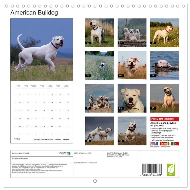 Produktbild: American Bulldog (Wall Calendar 2026 12 &times; 12 Inch) CALVENDO 12 Month Wall Calendar